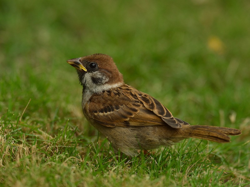 Birds of South East Asia
