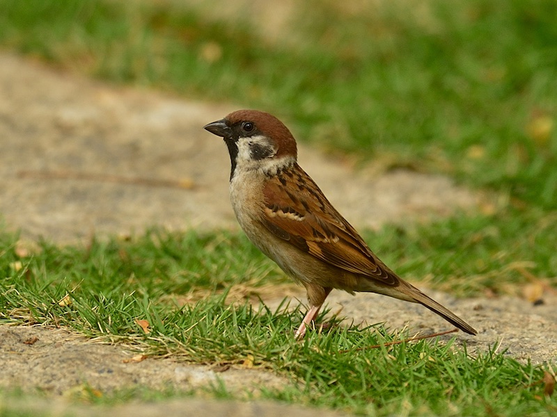 Birds of South East Asia